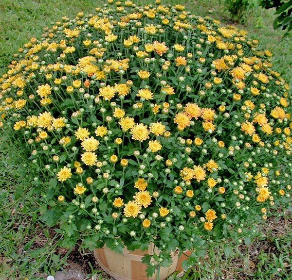 Plant mums early for success