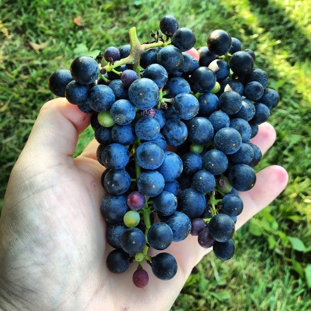 web1_Ohio-wines-2013-harvest.jpg
