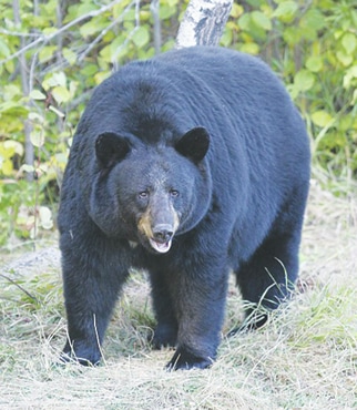Black bear sighting in Adams County