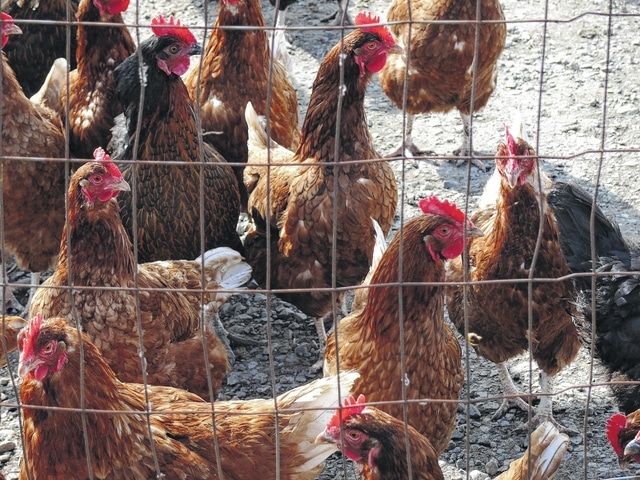 Ohio lifts poultry show ban