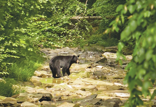 Bears making their way into southern Ohio