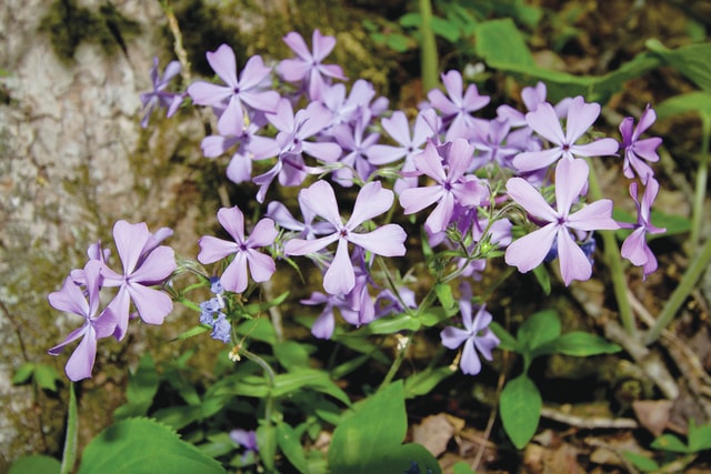 Top 15 spots to see Ohio’s wildflowers