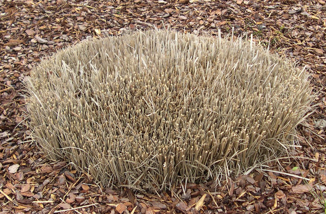 Steve Boehme: Ornamental grasses add winter interest