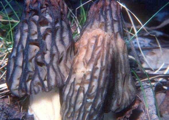 On the hunt: Wild mushrooms abound in Ohio