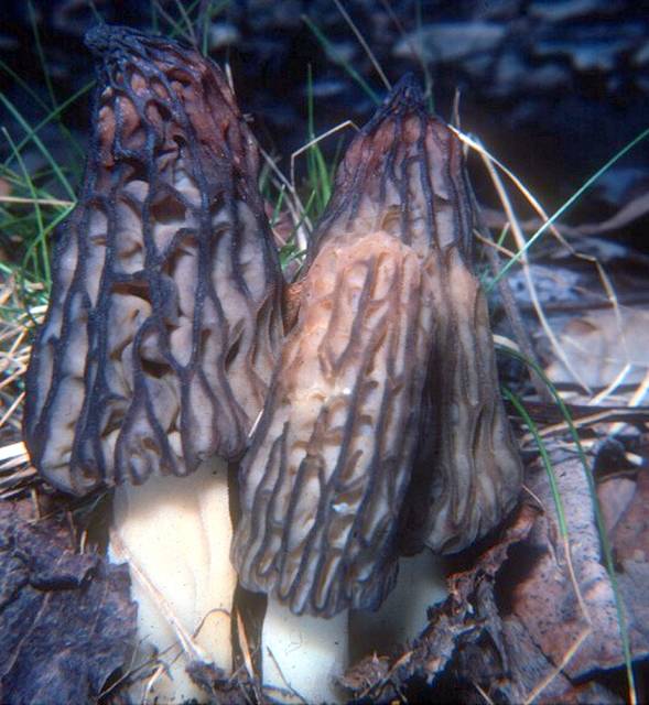 On the hunt: Wild mushrooms abound in Ohio